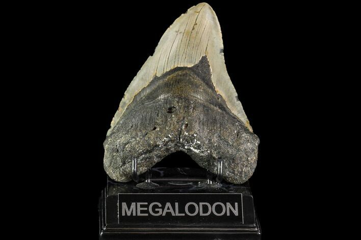 Fossil Megalodon Tooth - North Carolina #109735